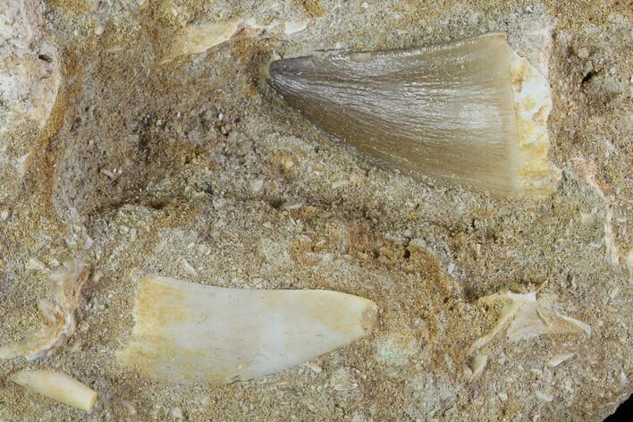 Fossil Mosasaur Tooth With Enchodus Fang - Morocco #96193